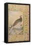 A Himalayan Cheer Pheasant, C.1620, Border C.1635-null-Framed Stretched Canvas