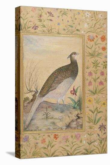 A Himalayan Cheer Pheasant, C.1620, Border C.1635-null-Stretched Canvas