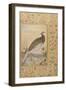 A Himalayan Cheer Pheasant, C.1620, Border C.1635-null-Framed Giclee Print