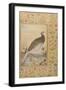 A Himalayan Cheer Pheasant, C.1620, Border C.1635-null-Framed Giclee Print