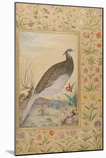 A Himalayan Cheer Pheasant, C.1620, Border C.1635-null-Mounted Giclee Print