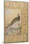 A Himalayan Cheer Pheasant, C.1620, Border C.1635-null-Mounted Giclee Print