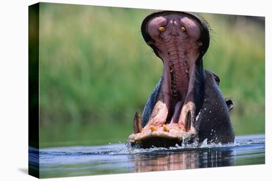 A Hippopotamus Yawning-Paul Souders-Stretched Canvas