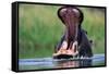 A Hippopotamus Yawning-Paul Souders-Framed Stretched Canvas