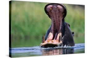 A Hippopotamus Yawning-Paul Souders-Stretched Canvas