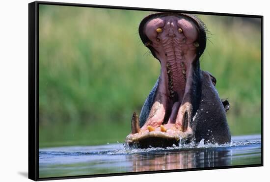 A Hippopotamus Yawning-Paul Souders-Framed Stretched Canvas