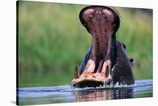 A Hippopotamus Yawning-Paul Souders-Stretched Canvas