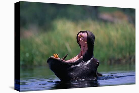 A Hippopotamus Yawning-Paul Souders-Stretched Canvas