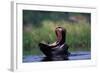 A Hippopotamus Yawning-Paul Souders-Framed Photographic Print