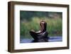 A Hippopotamus Yawning-Paul Souders-Framed Photographic Print