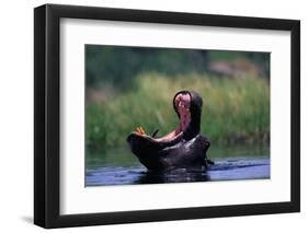 A Hippopotamus Yawning-Paul Souders-Framed Photographic Print