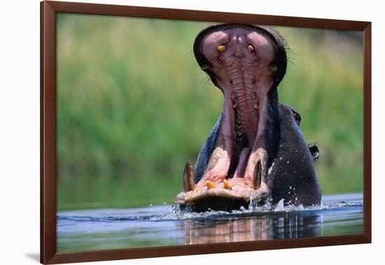 A Hippopotamus Yawning-Paul Souders-Framed Photographic Print