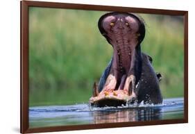 A Hippopotamus Yawning-Paul Souders-Framed Photographic Print