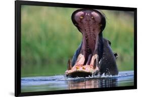 A Hippopotamus Yawning-Paul Souders-Framed Photographic Print