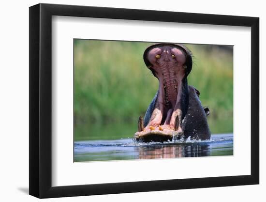 A Hippopotamus Yawning-Paul Souders-Framed Photographic Print