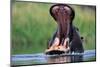 A Hippopotamus Yawning-Paul Souders-Mounted Photographic Print