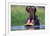 A Hippopotamus Yawning-Paul Souders-Framed Photographic Print