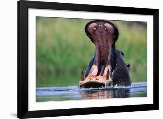 A Hippopotamus Yawning-Paul Souders-Framed Photographic Print