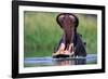 A Hippopotamus Yawning-Paul Souders-Framed Photographic Print