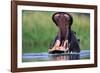 A Hippopotamus Yawning-Paul Souders-Framed Photographic Print