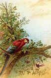 Parrot in a Tree Above Hummingbrds-A. Hochstein-Framed Art Print