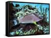 A Hogfish Swimming Above a Coral Reef-Stocktrek Images-Framed Stretched Canvas