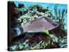 A Hogfish Swimming Above a Coral Reef-Stocktrek Images-Stretched Canvas