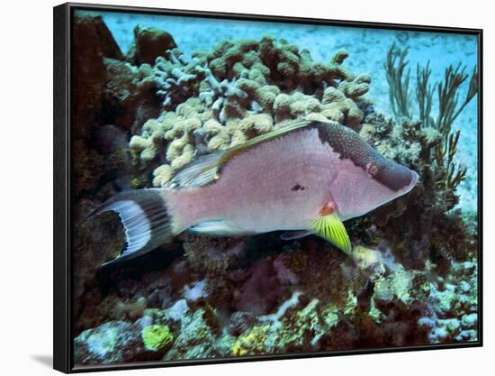 A Hogfish Swimming Above a Coral Reef-Stocktrek Images-Framed Photographic Print
