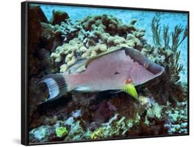 A Hogfish Swimming Above a Coral Reef-Stocktrek Images-Framed Photographic Print