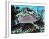 A Hogfish Swimming Above a Coral Reef-Stocktrek Images-Framed Photographic Print