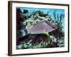 A Hogfish Swimming Above a Coral Reef-Stocktrek Images-Framed Photographic Print