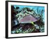 A Hogfish Swimming Above a Coral Reef-Stocktrek Images-Framed Photographic Print