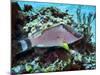 A Hogfish Swimming Above a Coral Reef-Stocktrek Images-Mounted Photographic Print