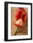 A Hollowed Out Pepper-Eising Studio - Food Photo and Video-Framed Photographic Print