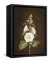 A Hollyhock-Barbara Regina Dietzsch-Framed Stretched Canvas