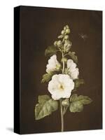 A Hollyhock-Barbara Regina Dietzsch-Stretched Canvas