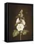 A Hollyhock-Barbara Regina Dietzsch-Framed Stretched Canvas