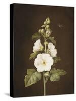 A Hollyhock-Barbara Regina Dietzsch-Stretched Canvas