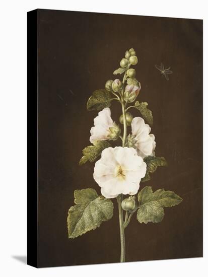 A Hollyhock-Barbara Regina Dietzsch-Stretched Canvas