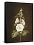 A Hollyhock-Barbara Regina Dietzsch-Framed Stretched Canvas