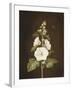 A Hollyhock-Barbara Regina Dietzsch-Framed Giclee Print