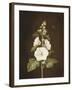 A Hollyhock-Barbara Regina Dietzsch-Framed Giclee Print