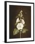 A Hollyhock-Barbara Regina Dietzsch-Framed Giclee Print