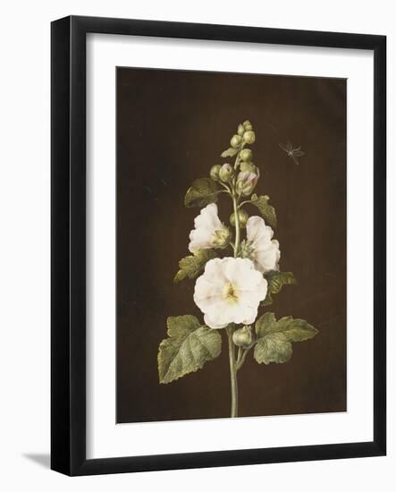 A Hollyhock-Barbara Regina Dietzsch-Framed Giclee Print