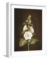 A Hollyhock-Barbara Regina Dietzsch-Framed Giclee Print