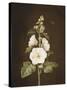 A Hollyhock-Barbara Regina Dietzsch-Stretched Canvas