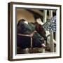 A Holstein Cow Drinks Rain Dripping off the Edge of an Umbrella at the Somerset County 4-H Fair-null-Framed Photographic Print