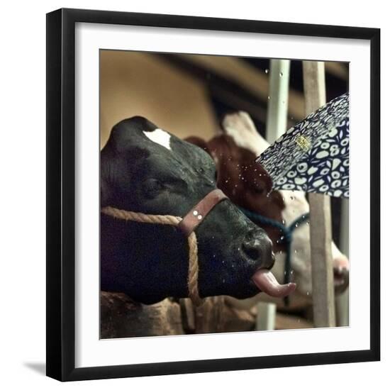 Premium Photographic Print, , large