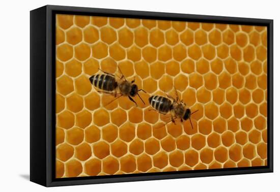 A Honeycomb Is a Mass of Hexagonal Wax Cells Built by Honey Bees in their Nests-Frank May-Framed Stretched Canvas