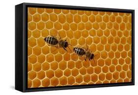 A Honeycomb Is a Mass of Hexagonal Wax Cells Built by Honey Bees in their Nests-Frank May-Framed Stretched Canvas